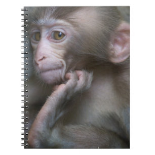 Baby Monkey Spiral Notebook
