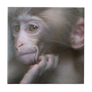 Baby Monkey Tile