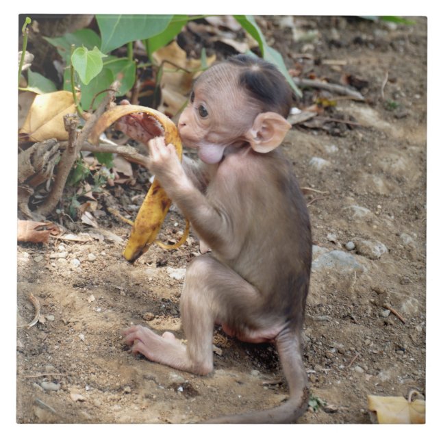 Baby Monkey Tile (Front)