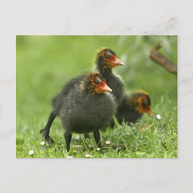 Baby Moorhens, England. Postcard (Front)