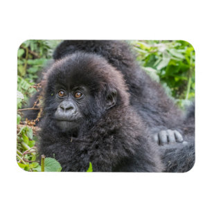 Baby Mountain Gorilla Magnet