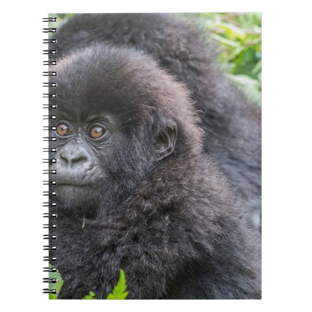 Baby Mountain Gorilla Notebook (Front)