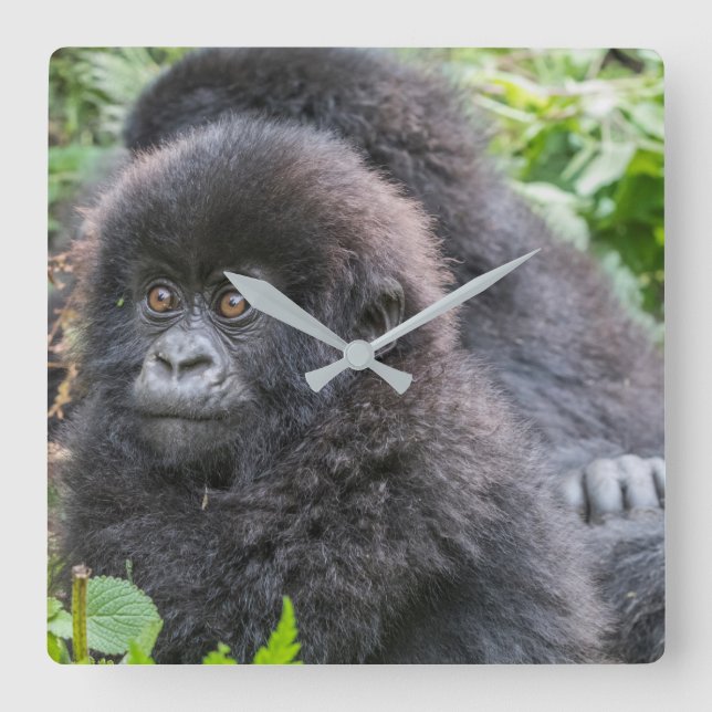 Baby Mountain Gorilla Square Wall Clock (Front)