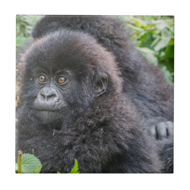 Baby Mountain Gorilla Tile (Front)