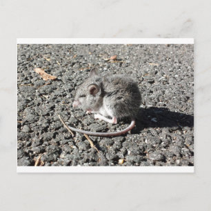 Baby Mouse Postcard