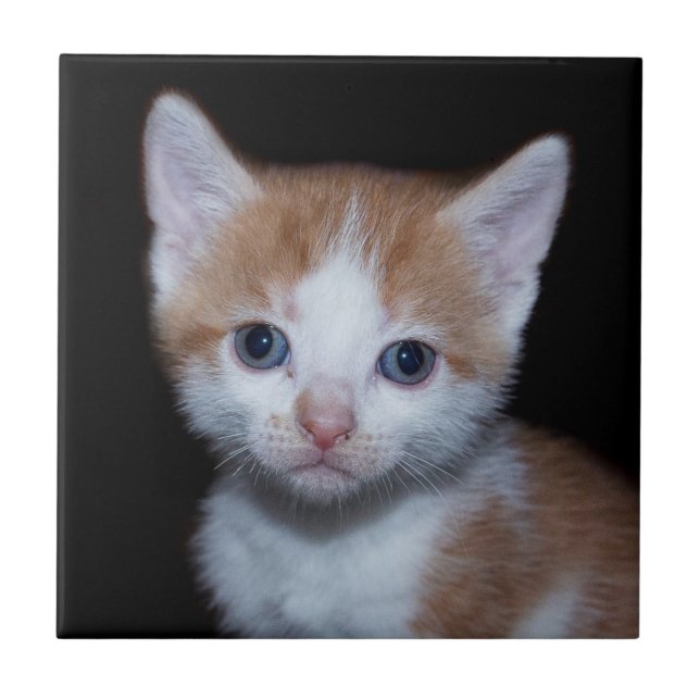 Baby orange and white tabby kitten tile (Front)