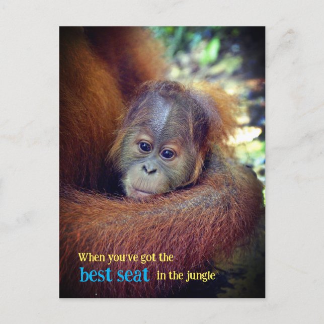 Baby Orangutan Holiday Postcard (Front)