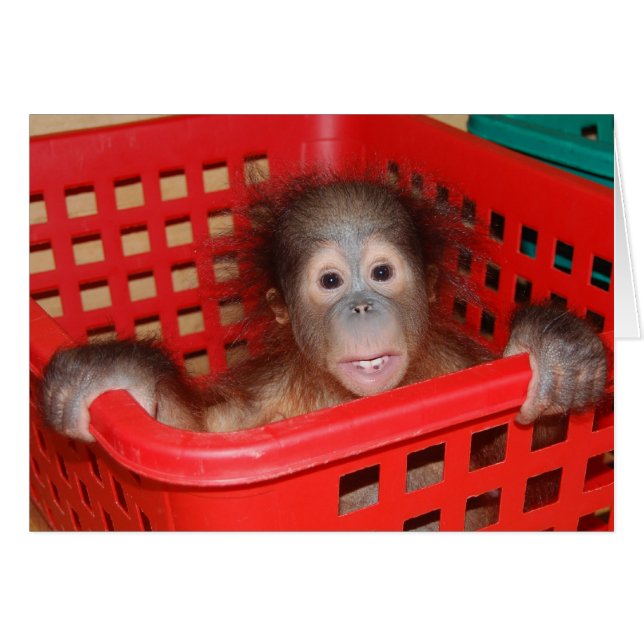Baby Orangutan Orphan (Front Horizontal)