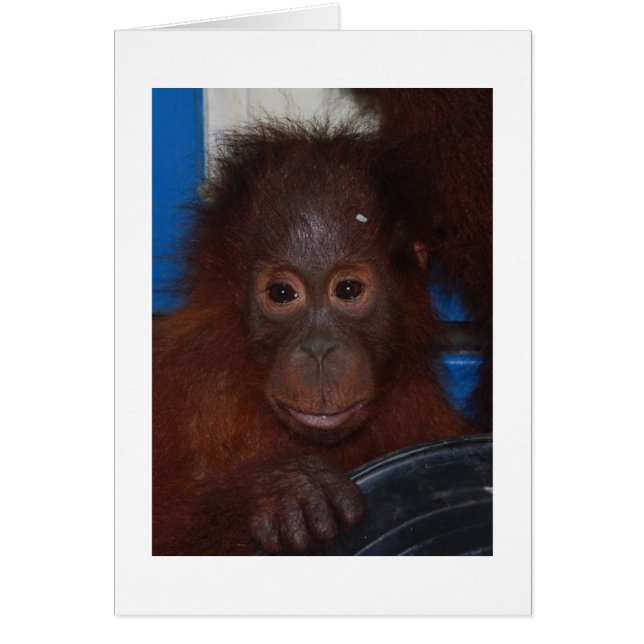 Baby Orangutan, son of Akmad (Front)
