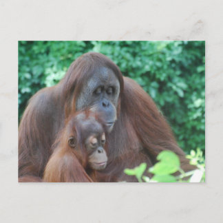 Baby Orangutan with Mother Postcard