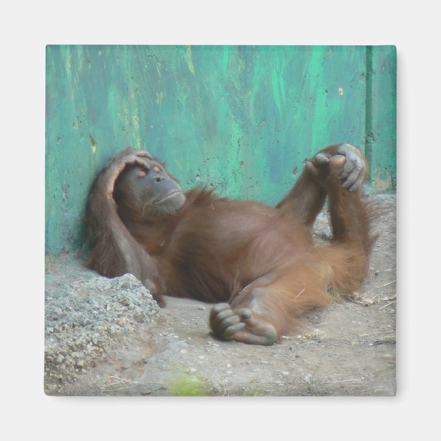 Baby orangutang resting magnet (Front)