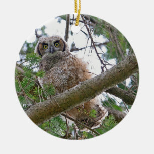 Baby Owl Staring Ceramic Tree Decoration