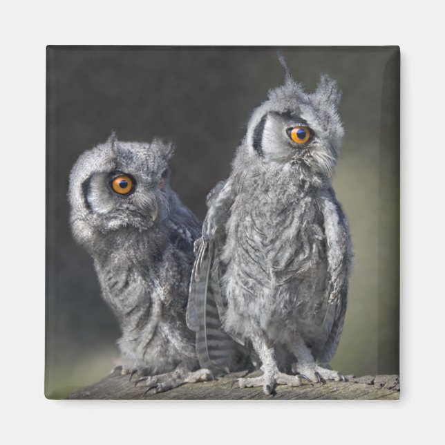 Baby Owls Magnet (Front)