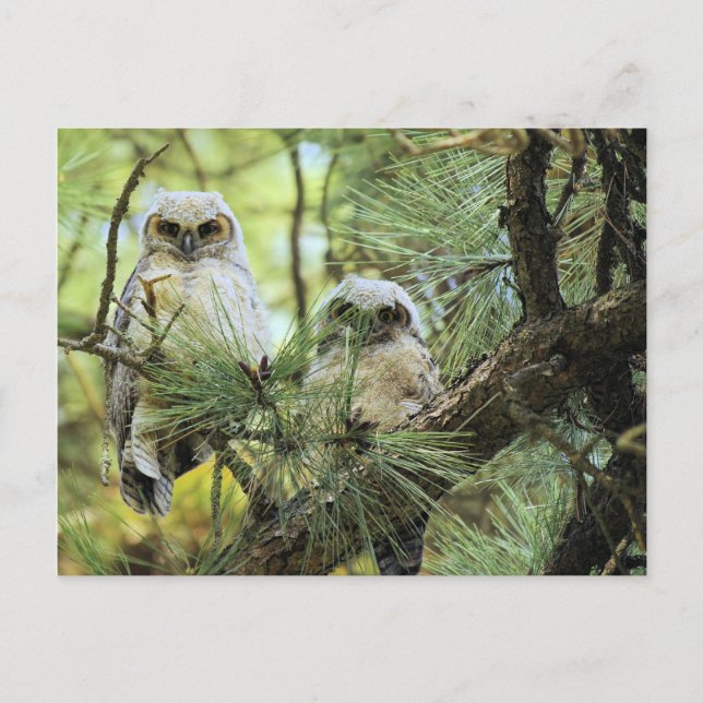 Baby Owls Postcard (Front)