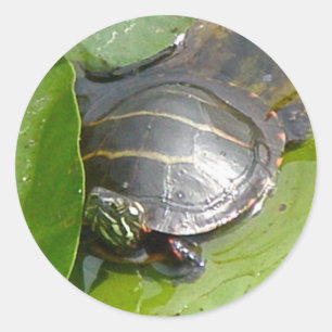 Baby Painted Turtle on Lilypad Items Classic Round Sticker