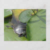 Baby Painted Turtle on Lilypad Items