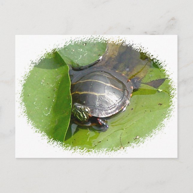 Baby Painted Turtle on Lilypad Items Postcard (Front)