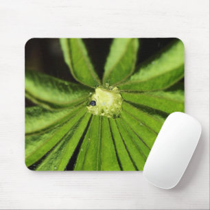 Baby Palm Plant by Shirley Taylor Mouse Pad