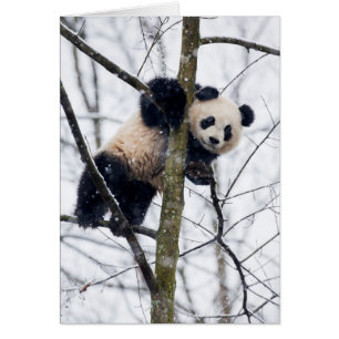 Baby Panda in Tree