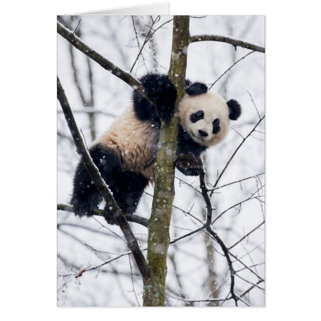 Baby Panda in Tree (Front)
