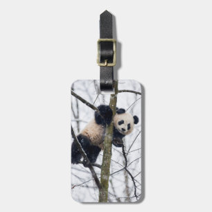 Baby Panda in Tree Luggage Tag