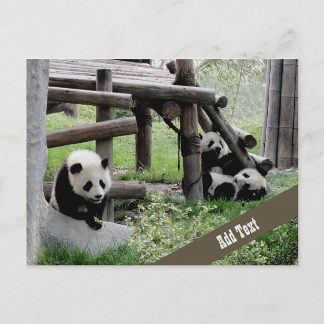 Baby Panda Photograph  Postcard (Front)