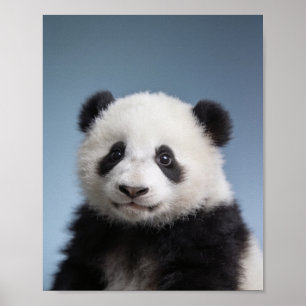 Baby Panda Portrait – Cute Nursery Animal Wall Art