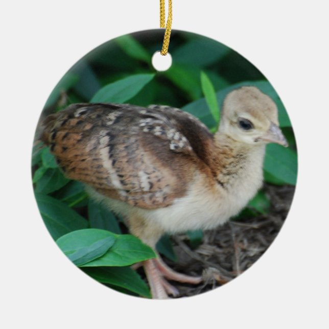 Baby Peacock Chick Ornament (Front)