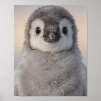 Baby Penguin Portrait Sweet Nursery Wall Art