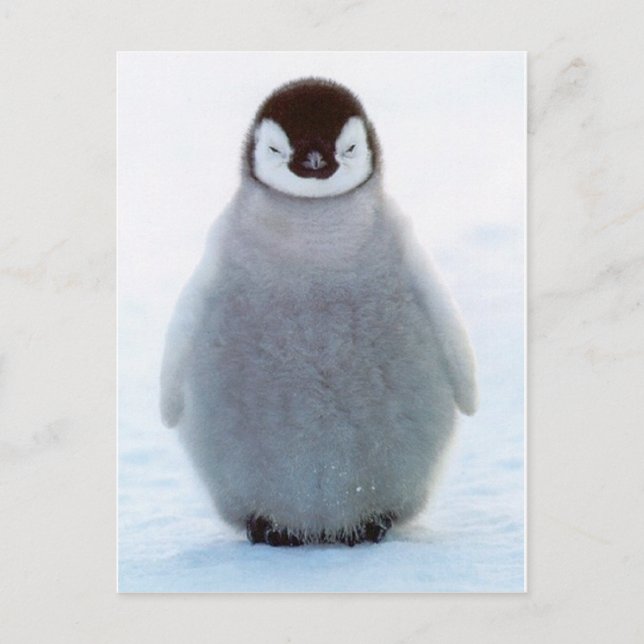 Baby Penguin Postcard (Front)