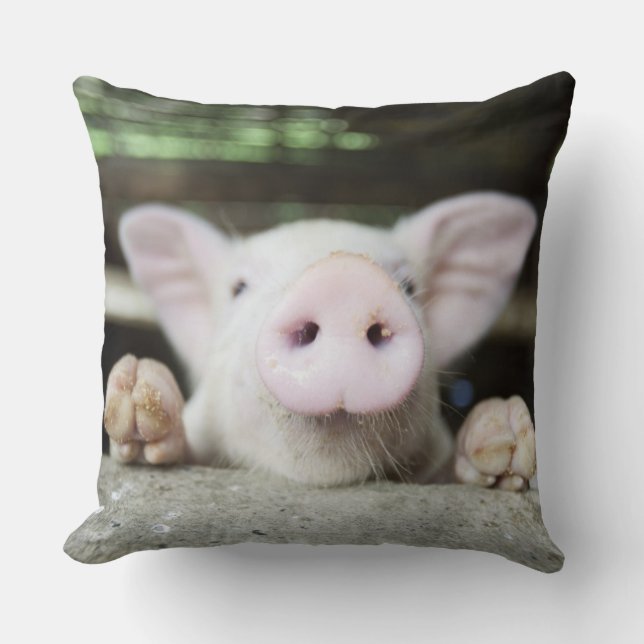 Baby Pig in Pen, Piglet Cushion (Front)