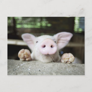Baby Pig in Pen, Piglet Postcard