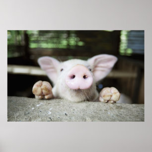 Baby Pig in Pen, Piglet Poster
