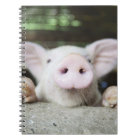Baby Pig in Pen, Piglet