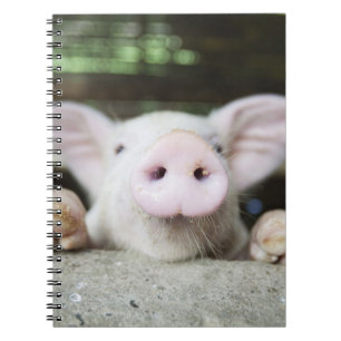 Baby Pig in Pen, Piglet Spiral Notebook