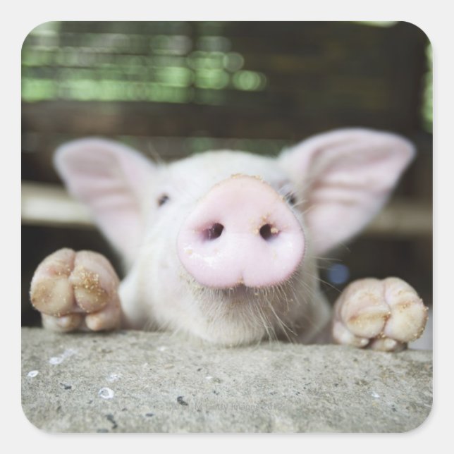 Baby Pig in Pen, Piglet Square Sticker (Front)