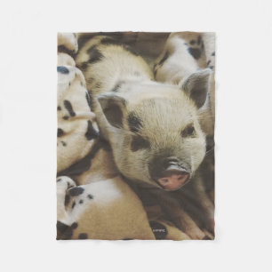 Baby Piglet In A Blanket