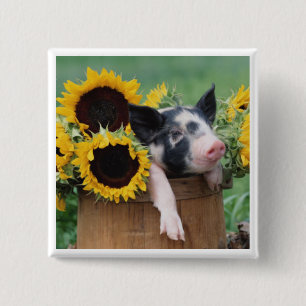 Baby Piglet Pig 15 Cm Square Badge