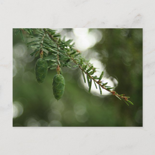 Baby Pine Cones Postcard (Front)