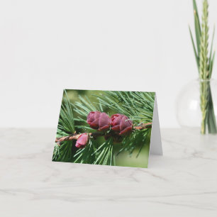 Baby Pinecones Nature Photography  Note Card