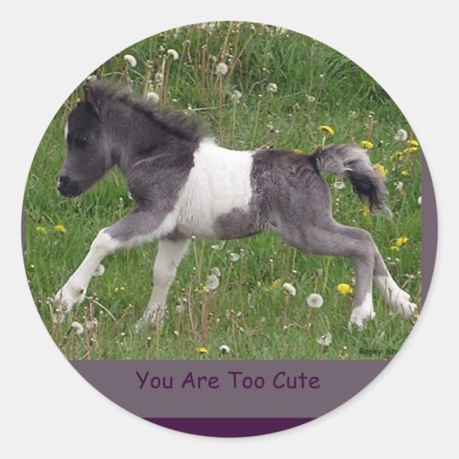 Baby Pinto Mini Horse Stickers (Front)