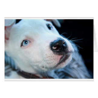 Baby Pitbull Puppy