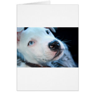 Baby Pitbull Puppy