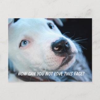 Baby Pitbull Puppy Postcard