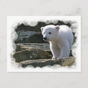 Baby Polar Bear Postcard