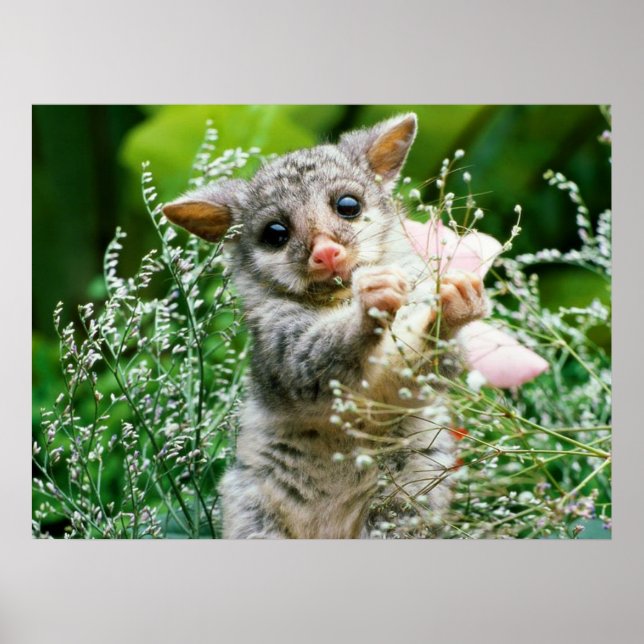 Baby Possum Caught Picking Flowers Poster (Front)