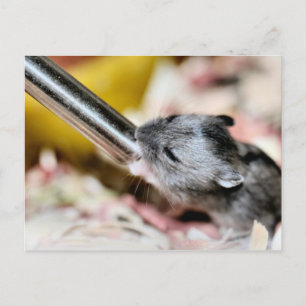 Baby Postcard