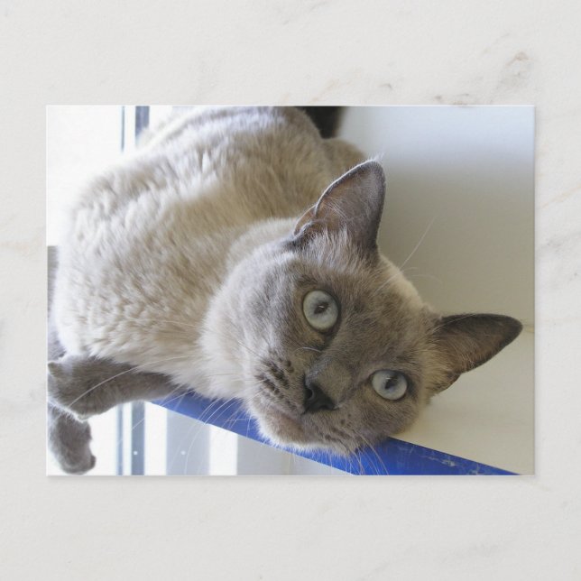 Baby Postcard (Front)