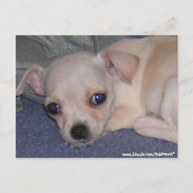 Baby Postcard. Postcard (Front)