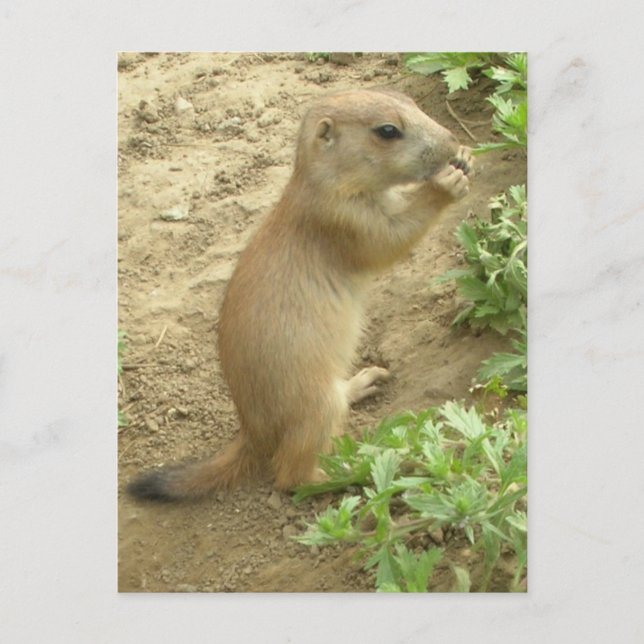 Baby Prairie Dog Postcard (Front)